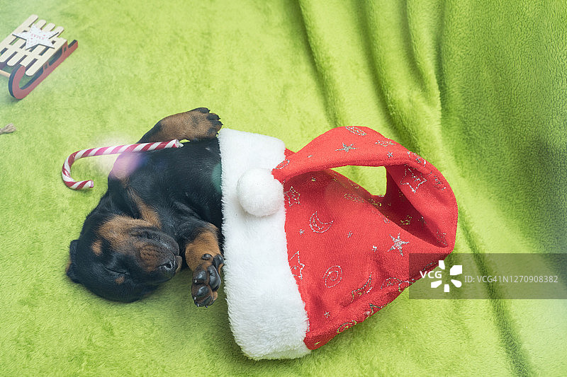 正在睡觉的可爱舒适的杜宾犬幼犬图片素材