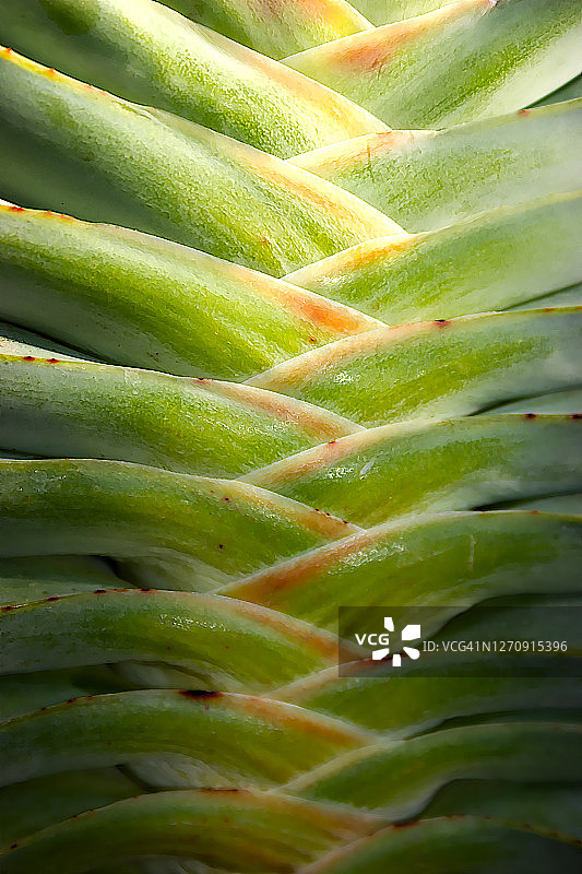 尖刺和荆棘图片素材