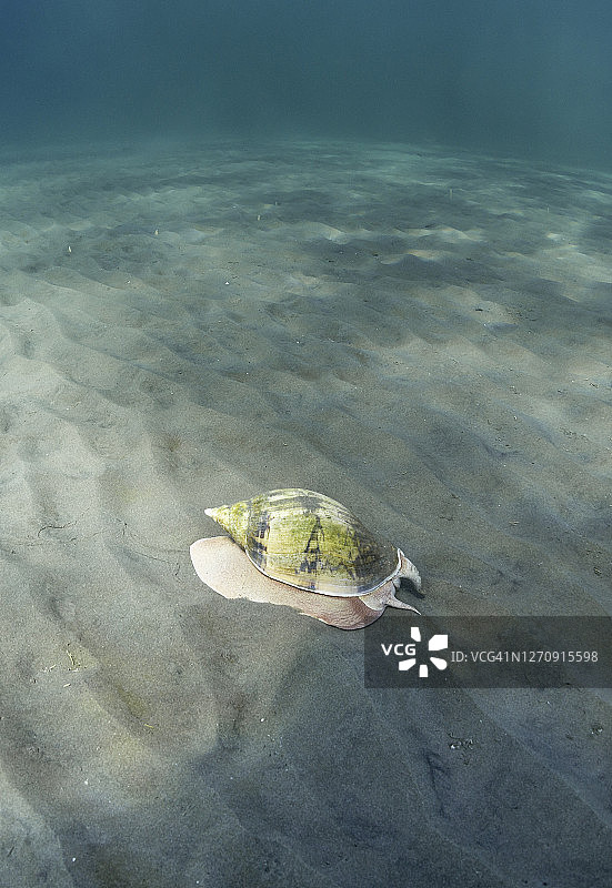 海螺在阿根廷瓦尔德斯半岛新海湾的沙质底部爬行图片素材