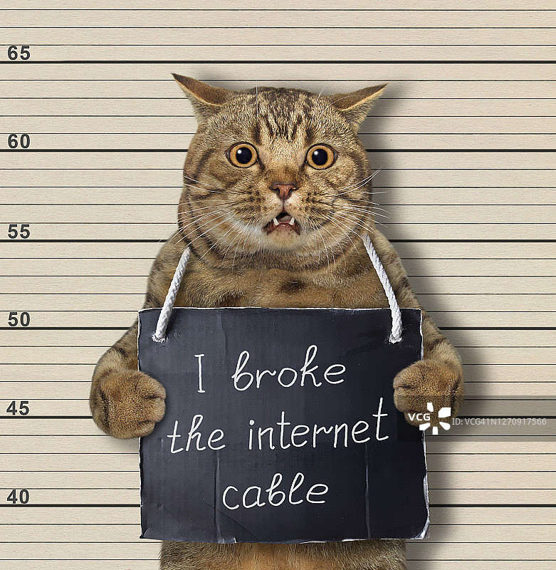 猫咪咬断了网线图片素材