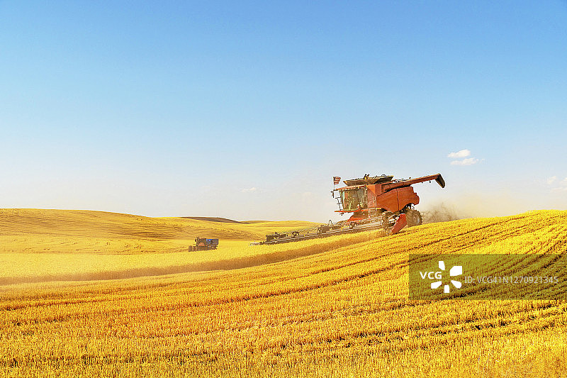 联合收割机收割麦田图片素材