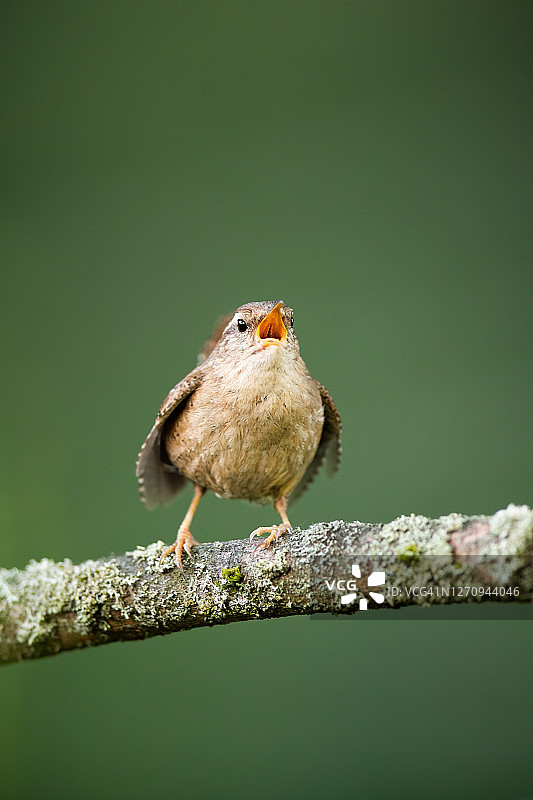 成年欧亚鹪鹩在春季的树枝上鸣叫图片素材