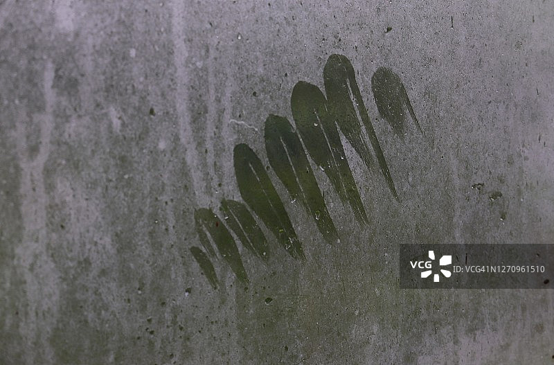 雨后玻璃窗上的鸽子羽毛印记图片素材