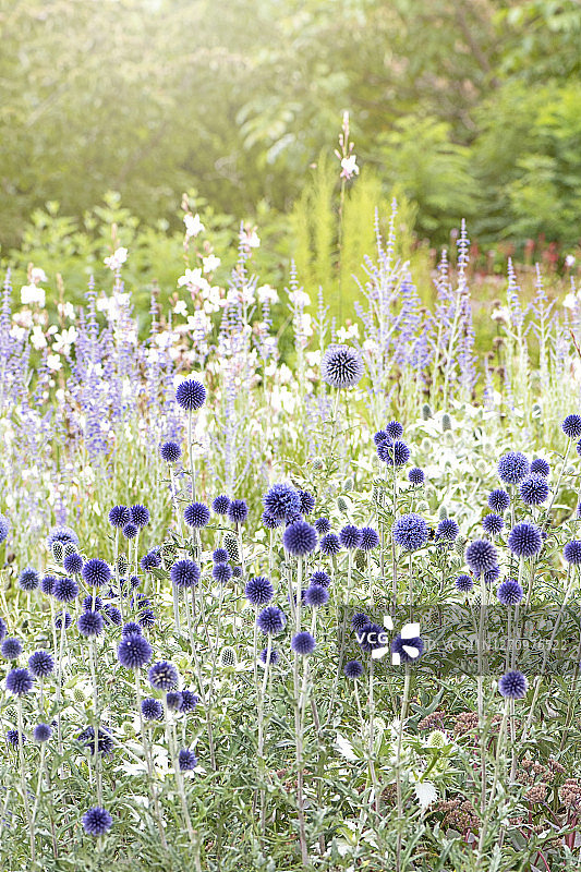 蓝色夏季开花的蓝刺头花图片素材