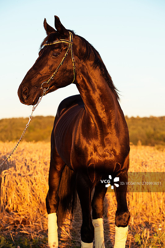 美丽的黑色运动型特雷克纳种马在麦田里摆姿势的肖像，日落图片素材