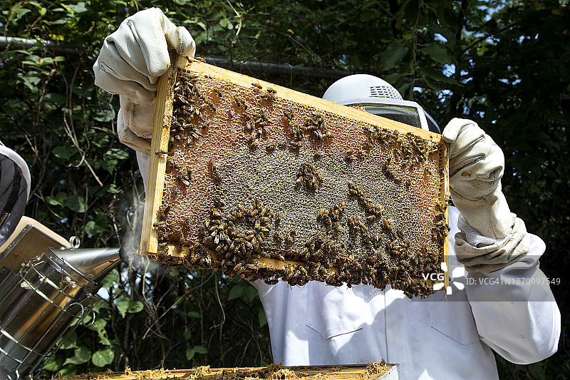 养蜂人手持蜂巢图片素材
