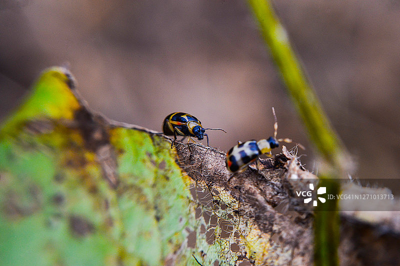 大豆虫害图片素材