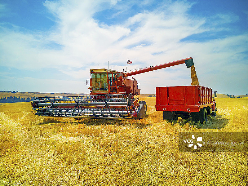 联合收割机在麦田里将小麦卸到卡车上图片素材