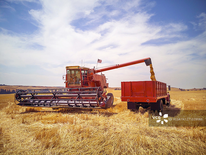 联合收割机在麦田里将小麦卸到卡车上图片素材