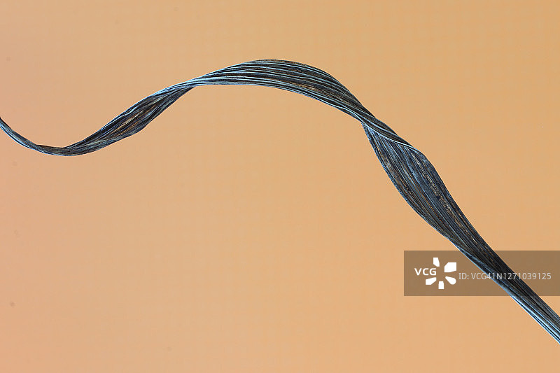 淡棕色背景下的细长虎尾兰干叶图片素材