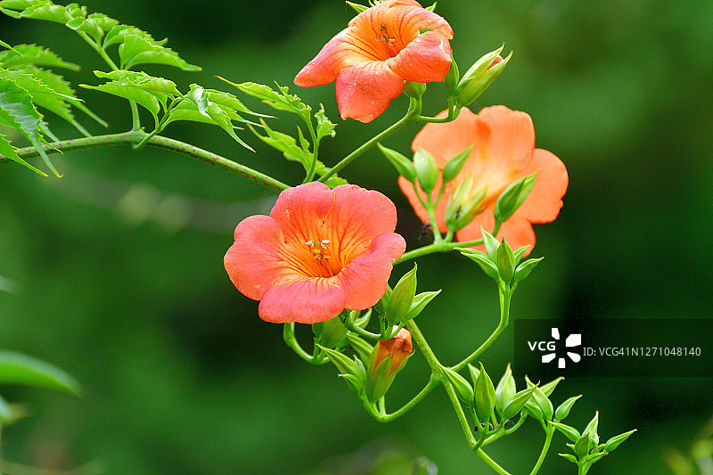 美国凌霄图片素材