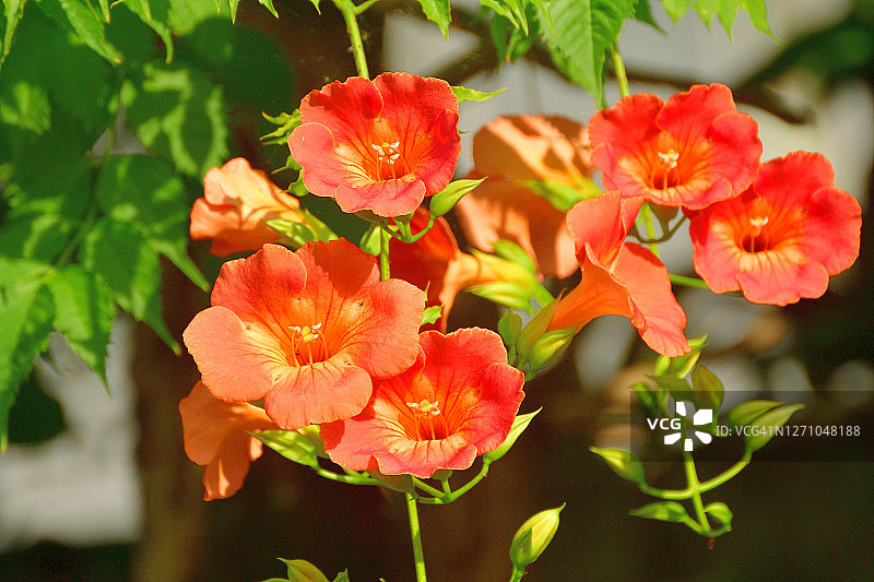 美国凌霄图片素材