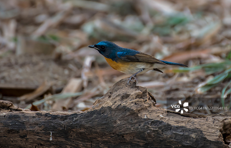 蓝喉歌鸲：一种迁徙鸟类，常见于低海拔常绿森林或社区花园，以其深蓝色调而引人注目图片素材