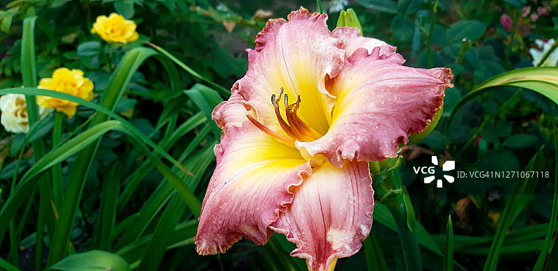 黄色花蕊的粉色萱草图片素材
