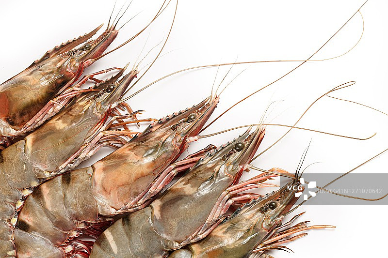 对虾图片素材