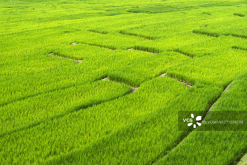 绿色稻田梯田的广角美丽景色图片素材
