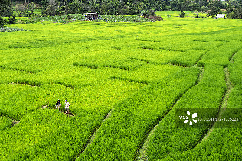 亚洲情侣漫步绿色稻田（广角风景）图片素材