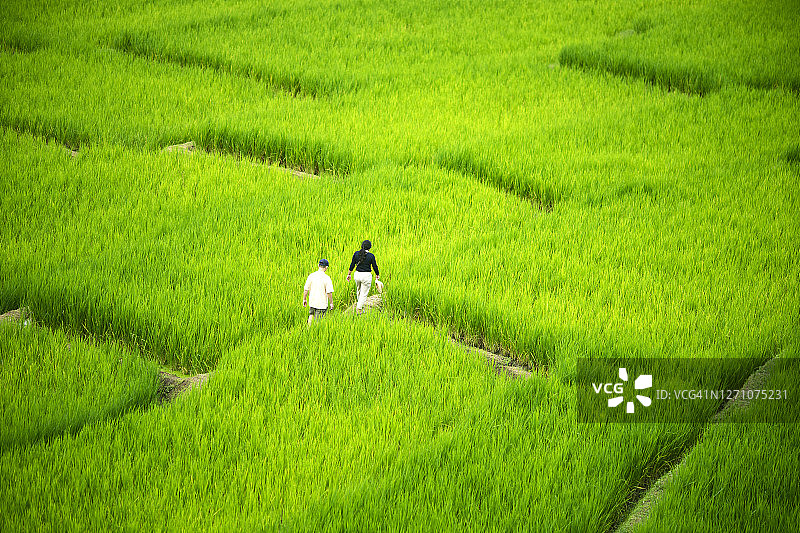 亚洲情侣漫步绿色稻田（广角风景）图片素材