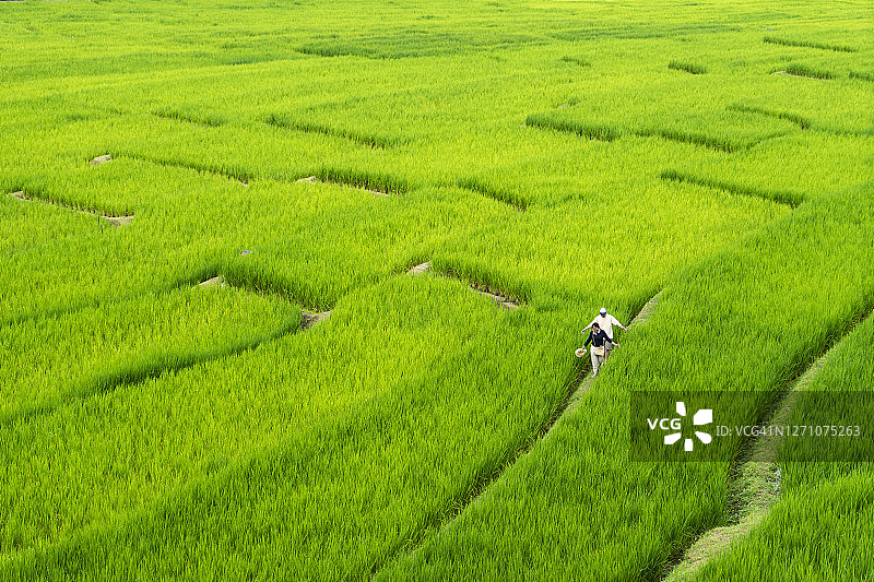 亚洲情侣漫步绿色稻田（广角风景）图片素材