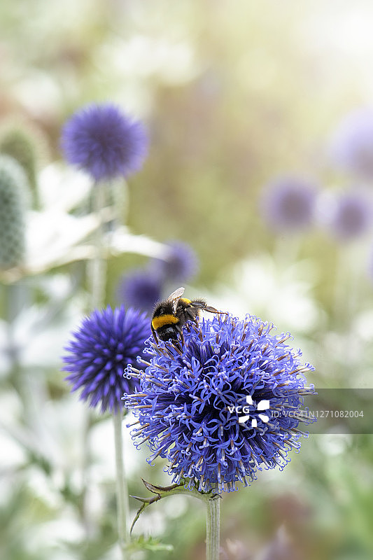 蓝色夏季开花的蓝刺头花图片素材