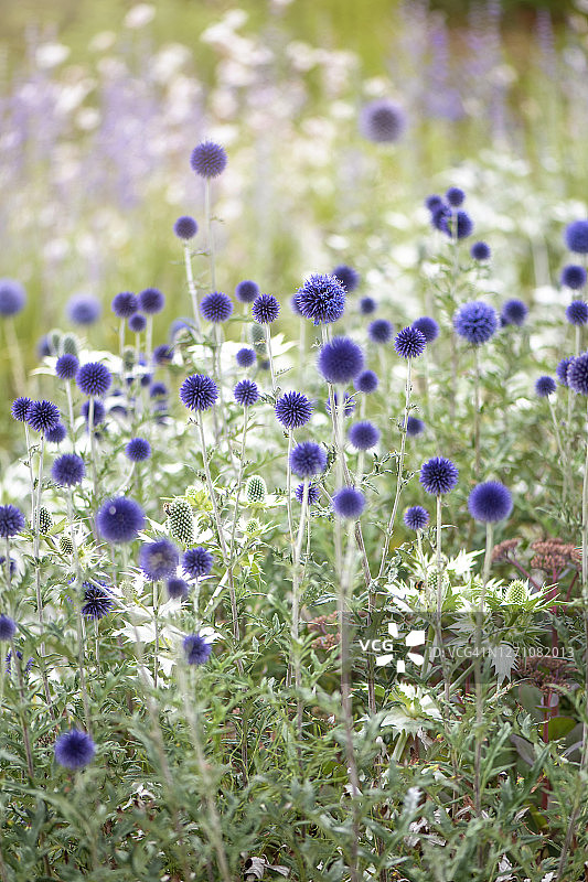 蓝色夏季开花的蓝刺头花图片素材