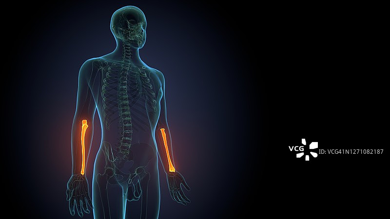 肱骨骨骼解剖结构3D渲染图片素材