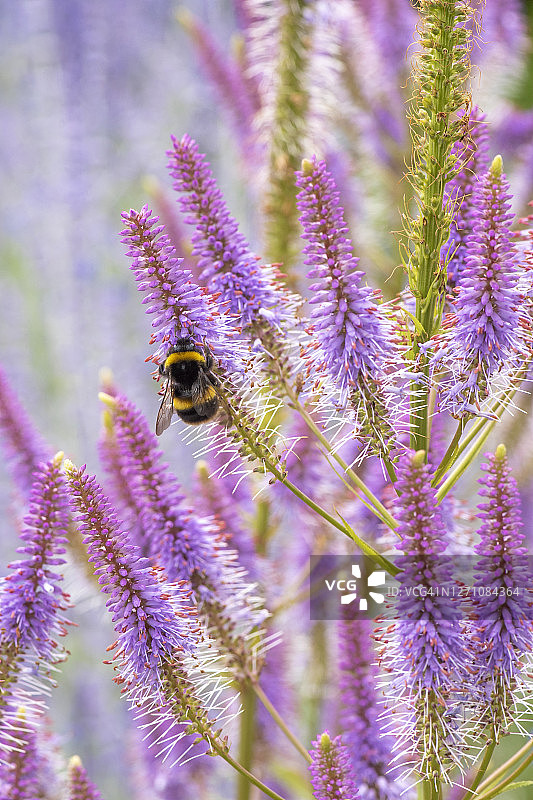 蜂采蜜的维罗尼卡‘Fascination’美丽的夏季紫色花朵图片素材