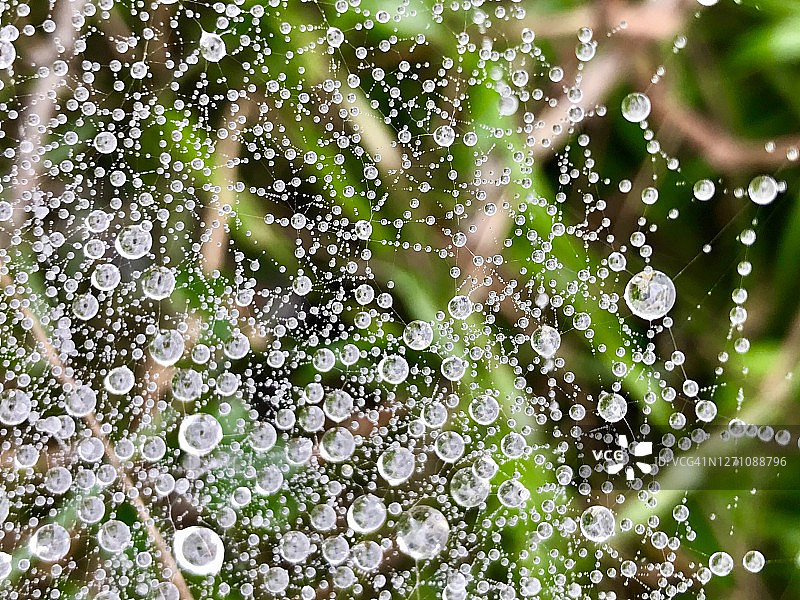 蜘蛛网上的水滴图片素材