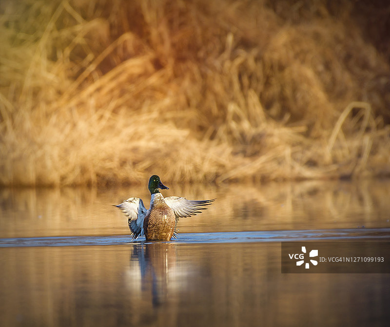 宾夕法尼亚州黄金池塘上表示欢迎的琵嘴鸭图片素材
