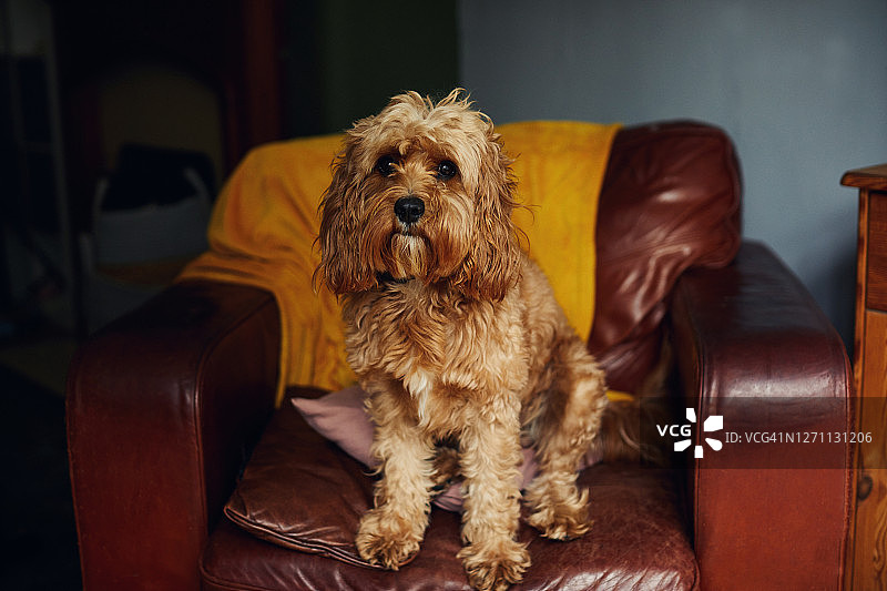 小狗坐在椅子上图片素材