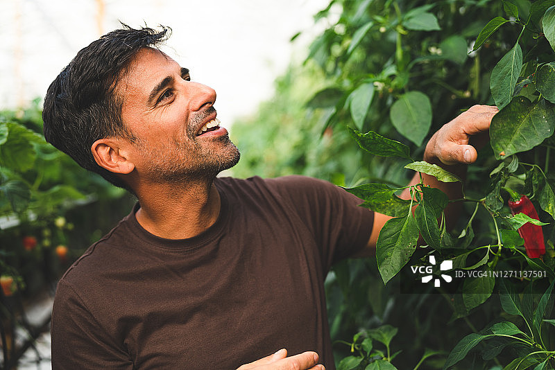 农民在温室里种植辣椒图片素材