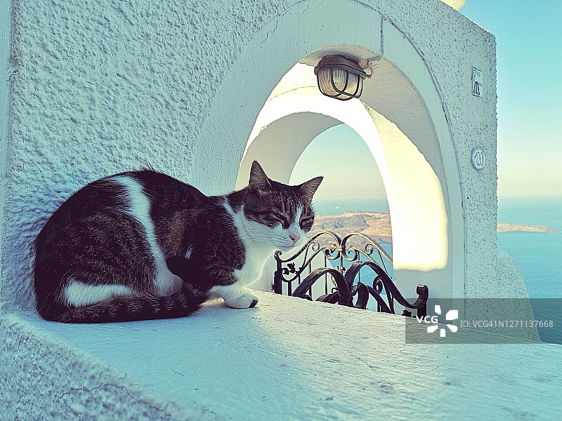 猫咪在圣托里尼街头午后小憩图片素材