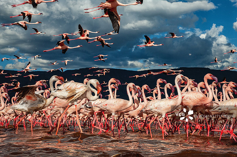 博戈里亚湖中涉水小红鹳美丽特写，肯尼亚图片素材