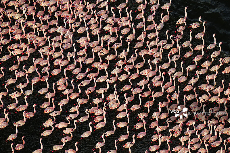 肯尼亚博戈里亚湖中的小红鹳（小火烈鸟）鸟瞰图片素材