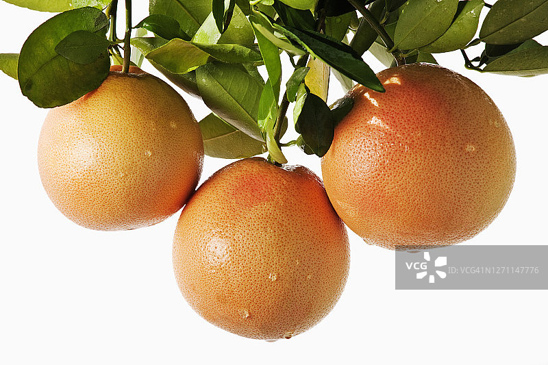 白色背景下的粉色葡萄柚特写图片素材