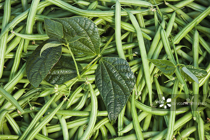 新鲜采摘的青豆堆图片素材