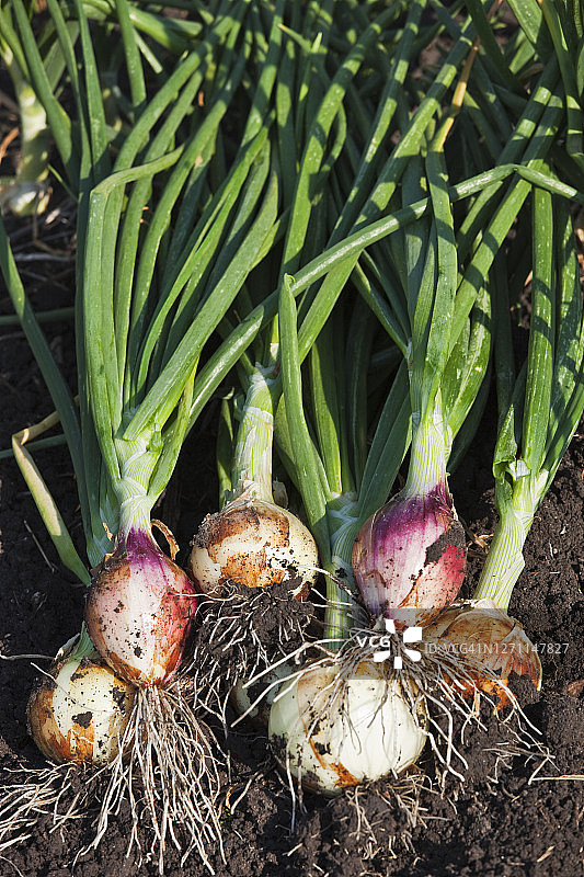 带根的新鲜洋葱图片素材