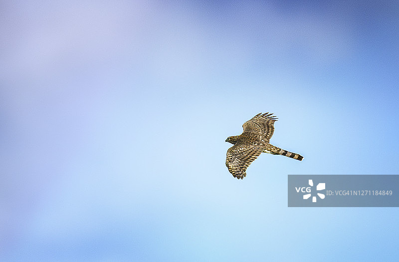 宾夕法尼亚州蓝天下飞翔的美丽的细腿鹰图片素材