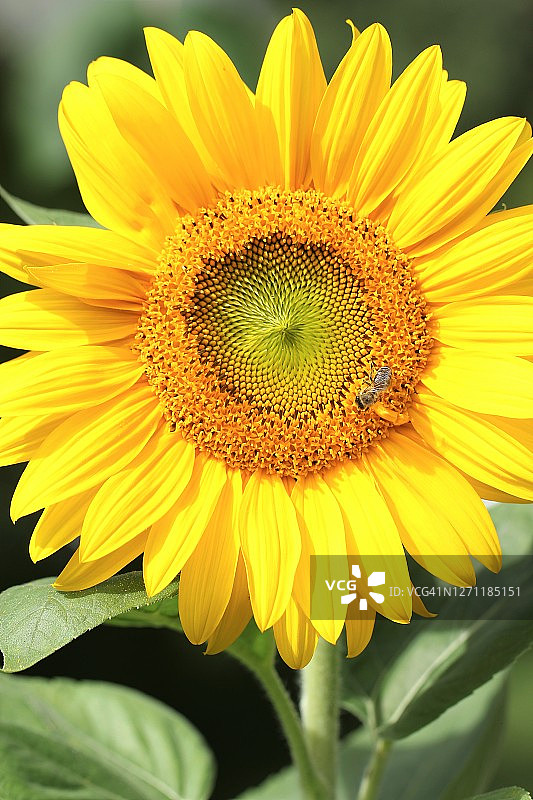 向日葵图片素材