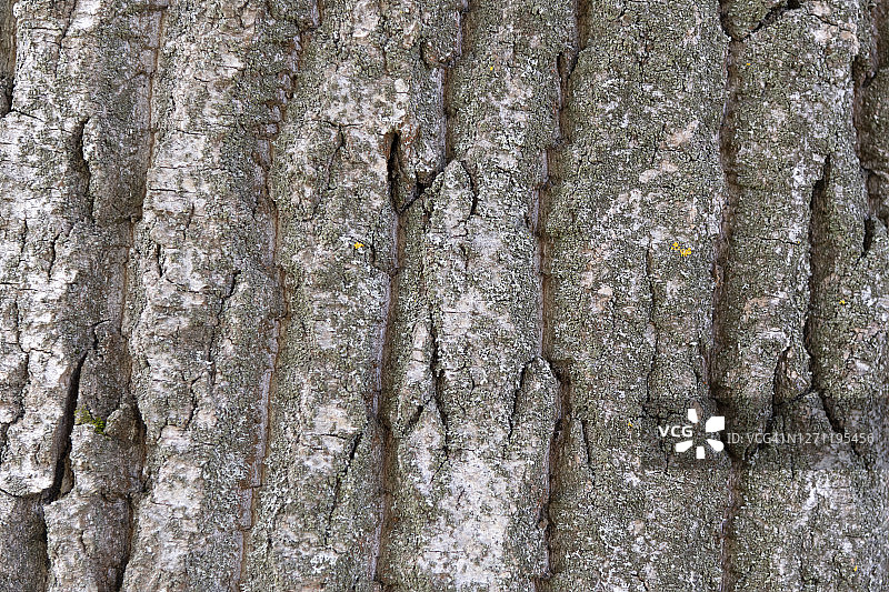 橡树皮图片素材