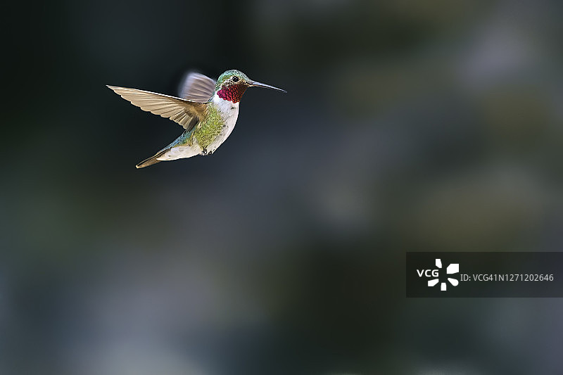 雄性阔尾蜂鸟悬停图片素材