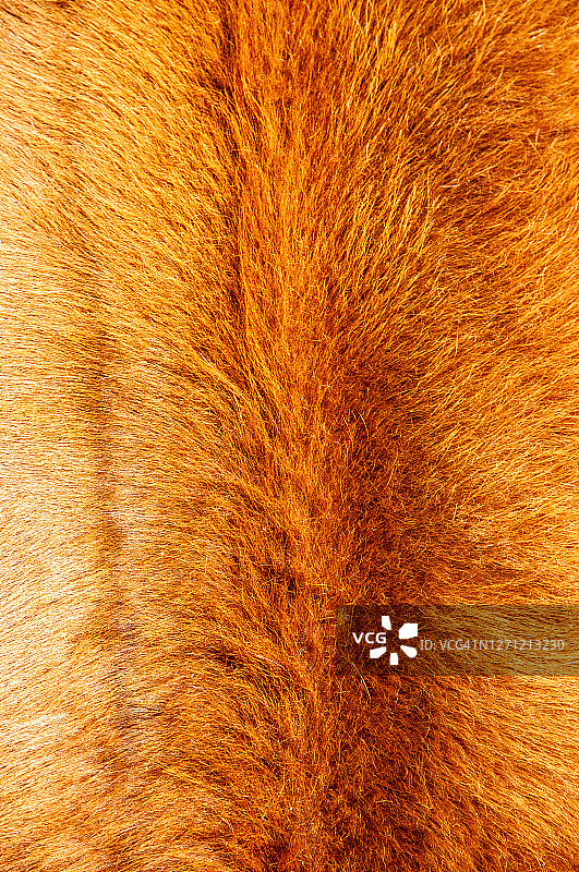 一块牛皮图片素材