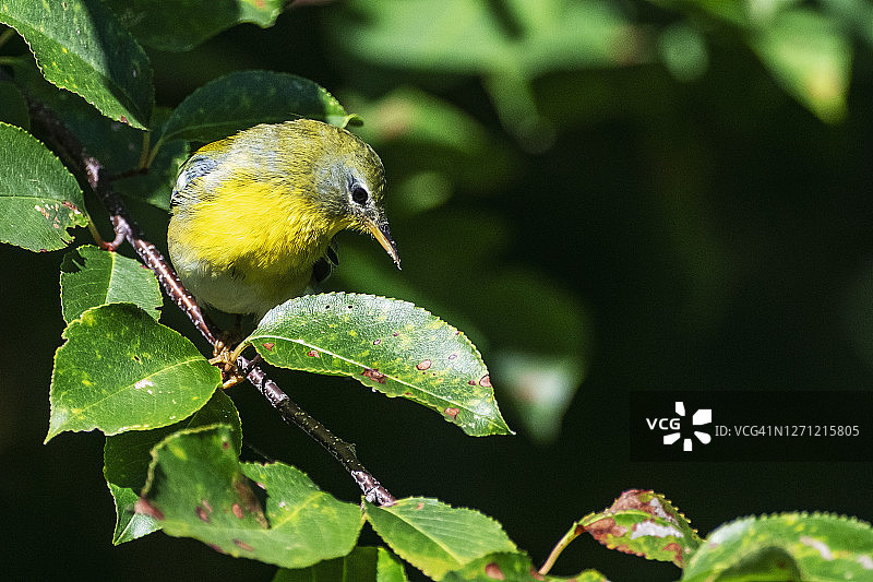 秋季迁徙期间的北方绿背莺图片素材
