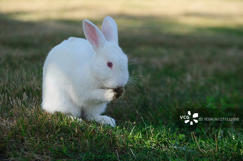 吃东西的白色兔子图片素材