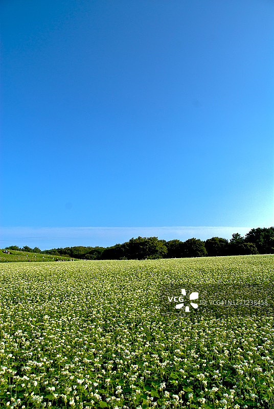 日本日立海滨公园的秋色图片素材