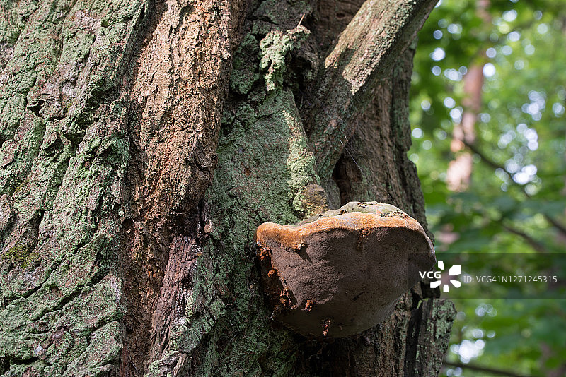 树干上的树舌菌特写局部对焦图片素材
