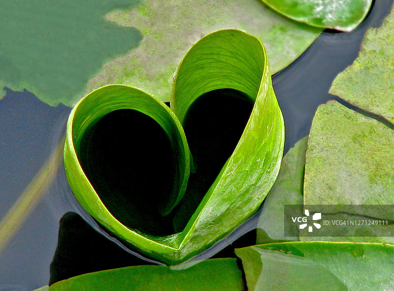 绿色的心图片素材