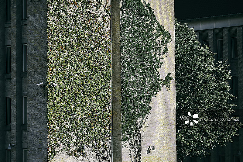 夏日氛围：绿植点缀的砖墙图片素材