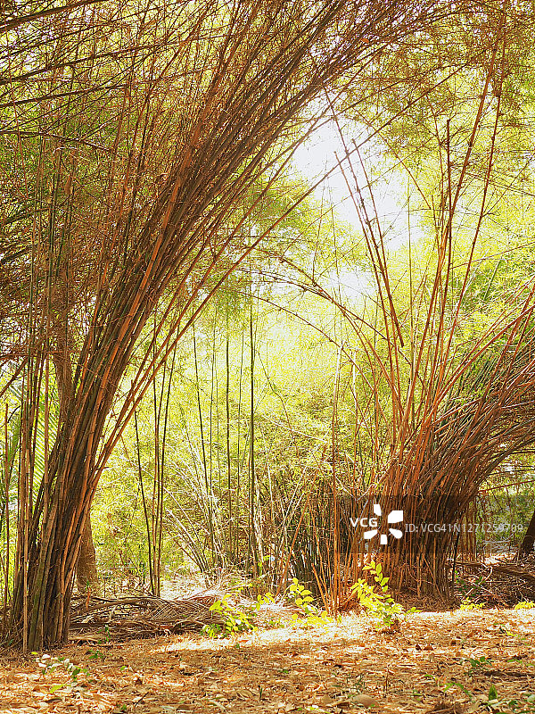 泰国竹林图片素材