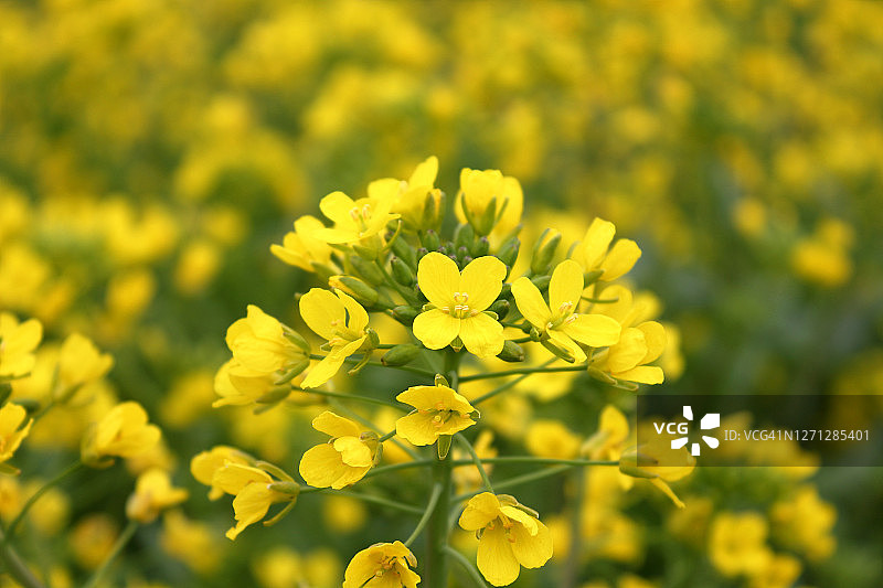 油菜花图片素材